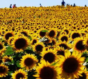 people standing near sunflower field