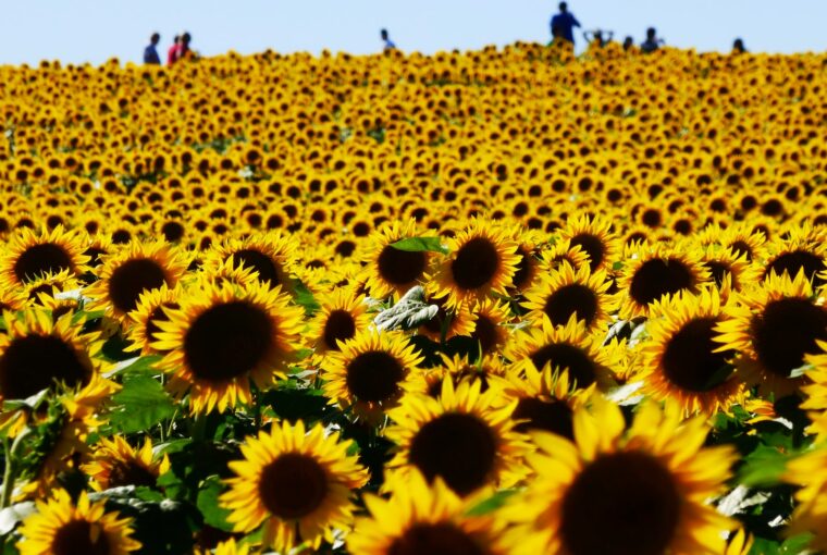 people standing near sunflower field